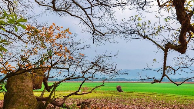 den lang suong den lang suong