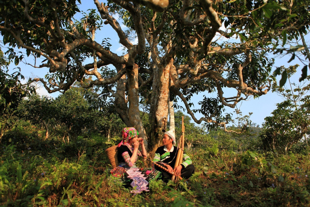 Suối Giàng – xứ sở chè Shan Tuyết cổ thụ